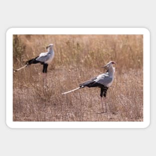 Secretary Birds Sticker